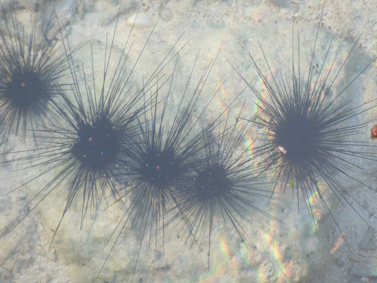 2013-11-10 Billabong Scuba, Mabul 